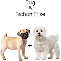Pushon Dog